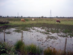 The Walthamstow Marshes