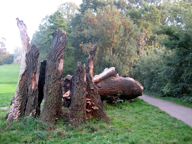 Remains of a BIg Tree