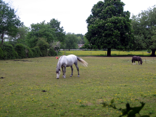 Petersham Horse