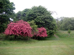 Bushes in Petersham Park