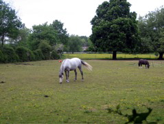 Petersham Horse