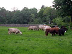 Petersham Meadow
