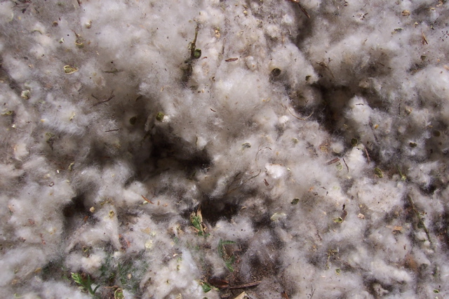 Fluff from a Tree