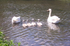 Swans out on the Town