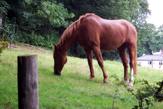 A horse gently grazing on the verdant slopes of South London.