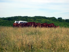 Cows on the Downs