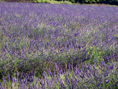 More Lavender