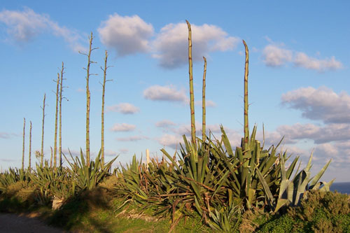 cactus_malta.jpg