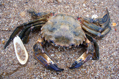 crab.jpg