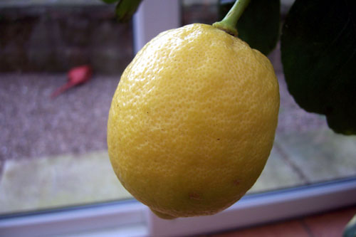 lemon.jpg