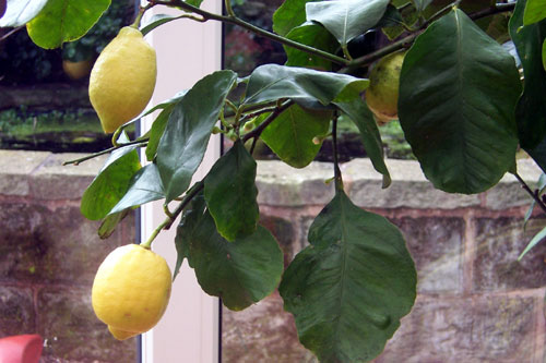 lemons_on_tree.jpg