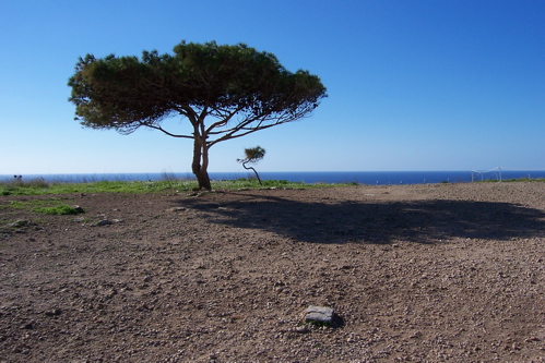 malta_tree.jpg