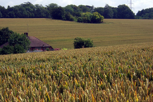 wheat_fields_on_loop.jpg