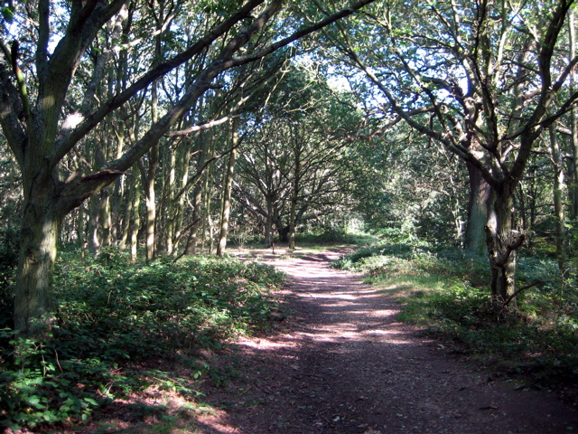 Into the Forest