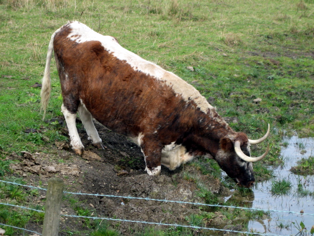 COWS!!!
