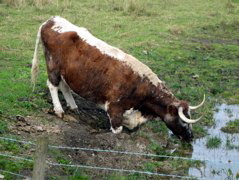 COWS!!!