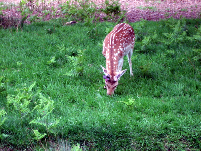 Beautiful deer