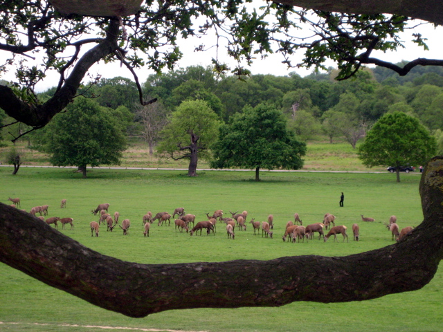 The deer be chillin'