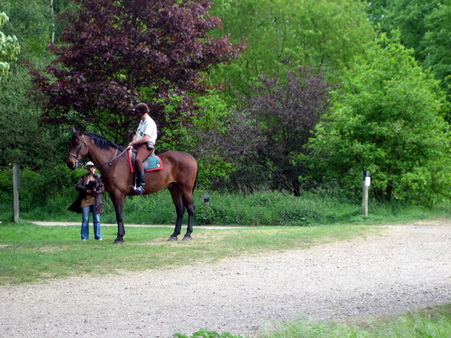 Horse on the Common