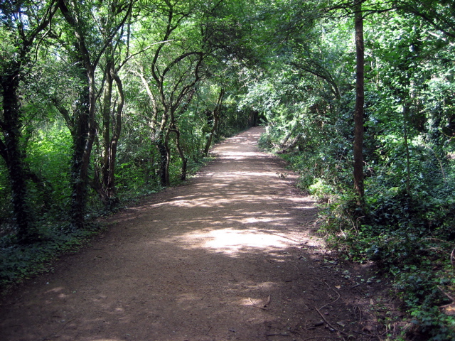 Deep Forest