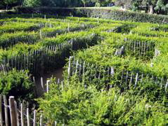 The Maze