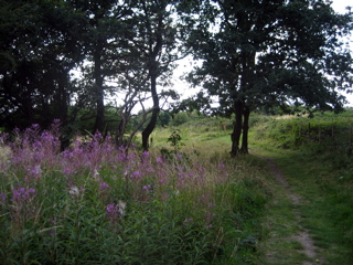 On Horsenden Hill