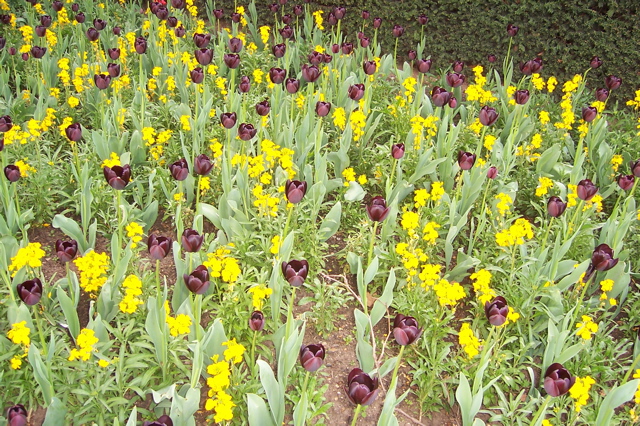 Beautiful Flowers