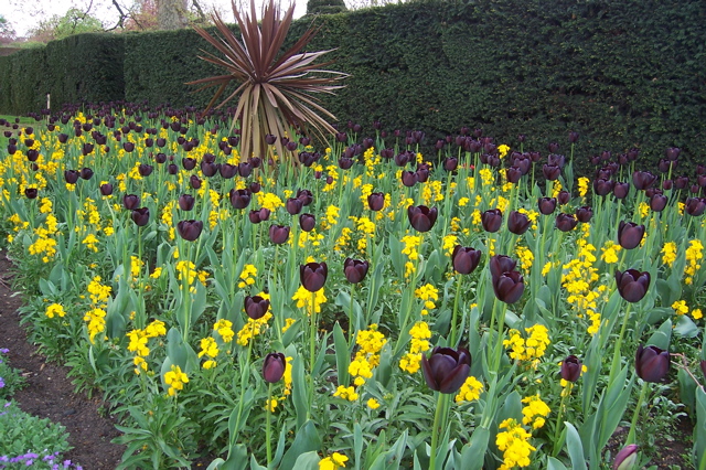 More Beautiful Flowers