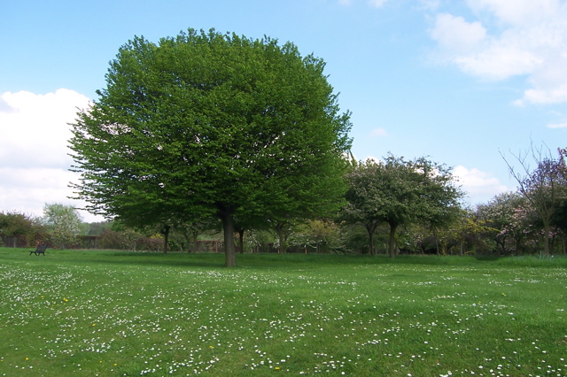 A tree of unparrallelled majesty