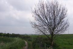 The tree who stands alone