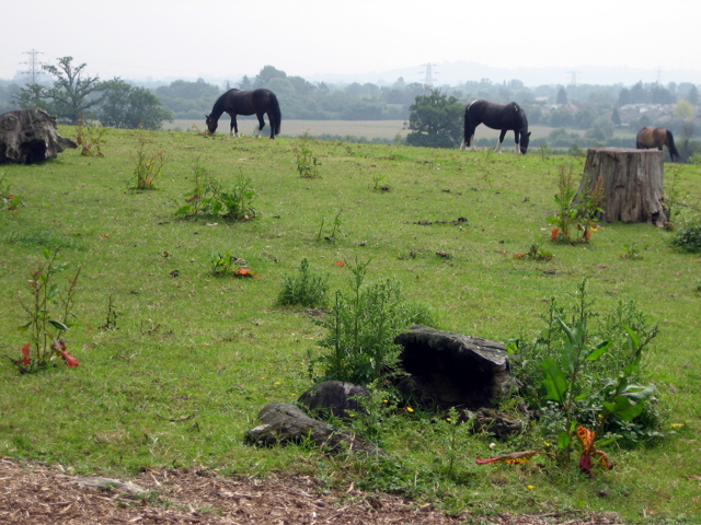 More Horses
