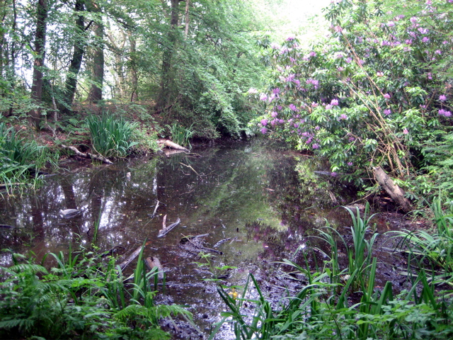 Pond