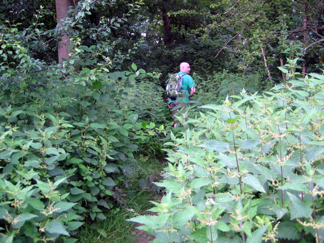 Dangerous Nettles