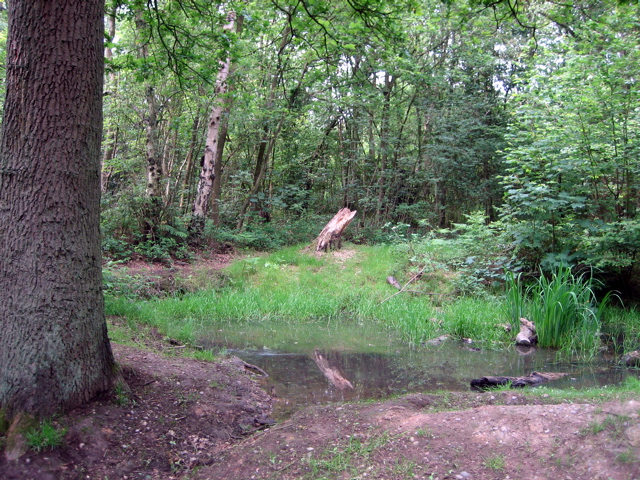 Oxhey Woods
