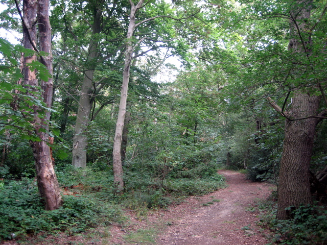 Forest