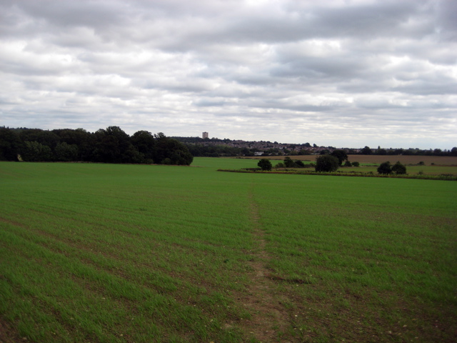 The fields are back