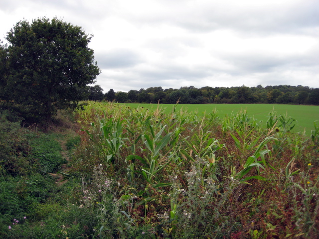 Field
