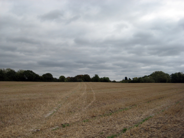 Brown Field