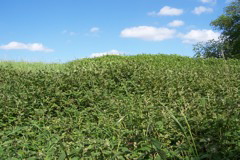 Lovely Nettle Field