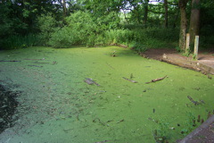 The pond had seen better days