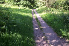 The road disappears into the forest