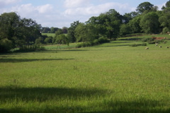 Beautiful fields with sheep in