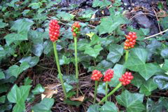 Pretty berries grow on the LOOP.