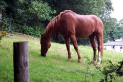 A horse gently grazing on the verdant slopes of South London.