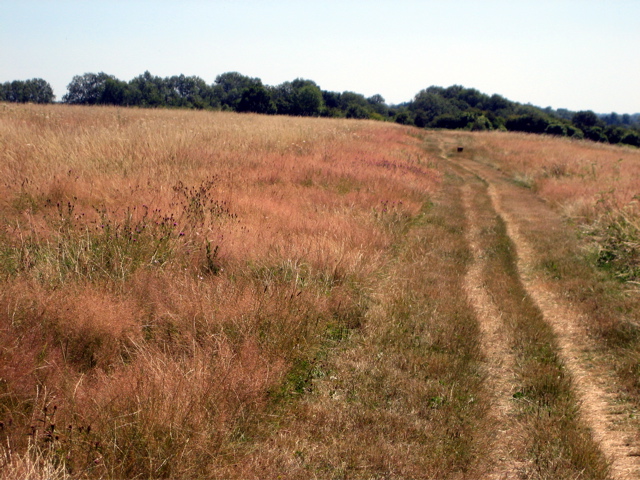 The scorched fields