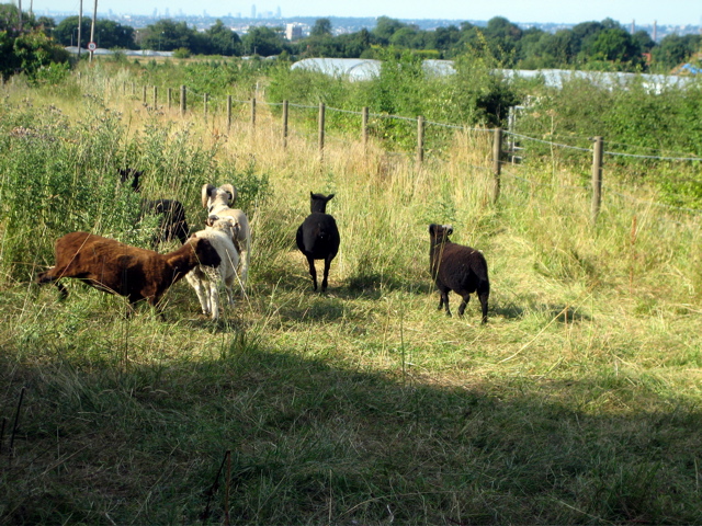 Goats run away