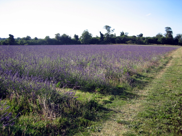 Beautiful Lavender