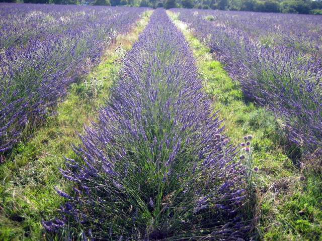 Lovely Lavender