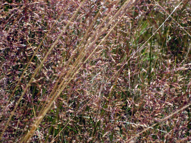 Crop in field