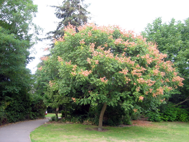 Dying Tree